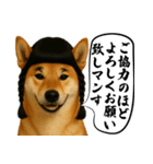 ほぼ敬語ですの柴犬1（個別スタンプ：32）