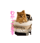 ポメラニアンスタンプ(汎用)（個別スタンプ：7）