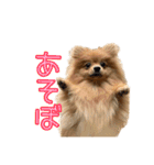 ポメラニアンスタンプ(汎用)（個別スタンプ：15）