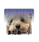 はくたちのスタンプ（個別スタンプ：11）