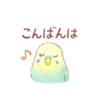 日常使い セキセイインコ（個別スタンプ：6）