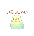 日常使い セキセイインコ（個別スタンプ：8）