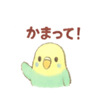 日常使い セキセイインコ（個別スタンプ：34）