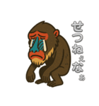 鳥取・米子のマンドリルさん（個別スタンプ：5）