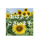 楽しいひまわり畑（個別スタンプ：1）