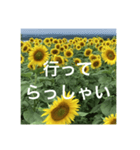 楽しいひまわり畑（個別スタンプ：5）