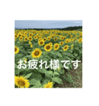 楽しいひまわり畑（個別スタンプ：7）