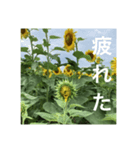 楽しいひまわり畑（個別スタンプ：8）