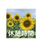 楽しいひまわり畑（個別スタンプ：9）