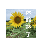 楽しいひまわり畑（個別スタンプ：10）