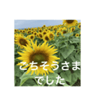 楽しいひまわり畑（個別スタンプ：12）