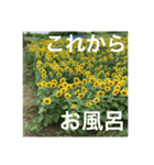 楽しいひまわり畑（個別スタンプ：13）