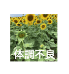 楽しいひまわり畑（個別スタンプ：15）