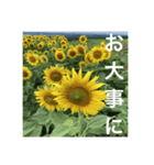 楽しいひまわり畑（個別スタンプ：16）