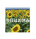 楽しいひまわり畑（個別スタンプ：17）