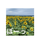 楽しいひまわり畑（個別スタンプ：18）