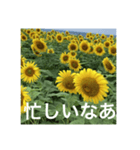 楽しいひまわり畑（個別スタンプ：19）