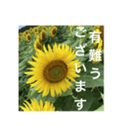 楽しいひまわり畑（個別スタンプ：21）