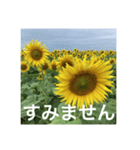 楽しいひまわり畑（個別スタンプ：22）