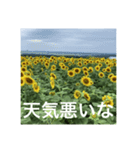 楽しいひまわり畑（個別スタンプ：24）