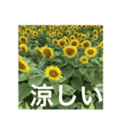 楽しいひまわり畑（個別スタンプ：26）
