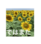 楽しいひまわり畑（個別スタンプ：28）