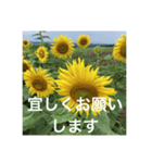 楽しいひまわり畑（個別スタンプ：29）