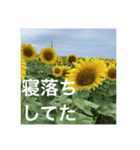 楽しいひまわり畑（個別スタンプ：32）