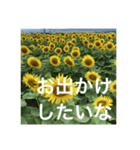 楽しいひまわり畑（個別スタンプ：33）
