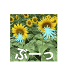 楽しいひまわり畑（個別スタンプ：34）