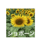楽しいひまわり畑（個別スタンプ：37）