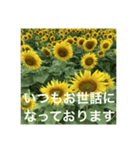 楽しいひまわり畑（個別スタンプ：38）