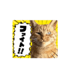 ショーくんスタンプ（個別スタンプ：5）