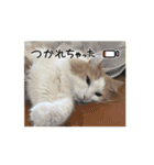 アニメーション ノルウェージャン Riku（個別スタンプ：6）