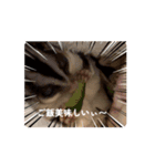 ほんわかフクモモ達の日和（個別スタンプ：1）