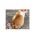 ほんわかフクモモ達の日和（個別スタンプ：6）