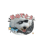 ビションもふお③（個別スタンプ：3）