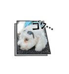 ビションもふお③（個別スタンプ：5）