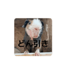 ちべぴぐファミリー怒ってます（個別スタンプ：8）
