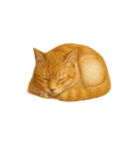 かわいいオレンジ色の猫のステッカー（個別スタンプ：9）