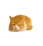 かわいいオレンジ色の猫のステッカー（個別スタンプ：10）