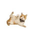 かわいいオレンジ色の猫のステッカー（個別スタンプ：17）