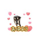 動くかんべいスタンプ（個別スタンプ：8）