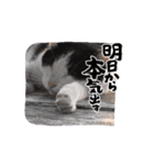 癒し満点・猫のスタンプ（個別スタンプ：3）