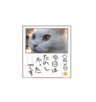 癒し満点・猫のスタンプ（個別スタンプ：6）