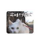 癒し満点・猫のスタンプ（個別スタンプ：8）