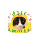 癒し満点・猫のスタンプ（個別スタンプ：9）