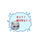 癒し満点・猫のスタンプ（個別スタンプ：10）