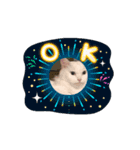癒し満点・猫のスタンプ（個別スタンプ：12）
