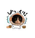 癒し満点・猫のスタンプ（個別スタンプ：13）